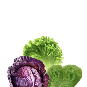 Leaves category