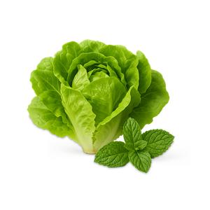 الورقيات الطازجة الفئة