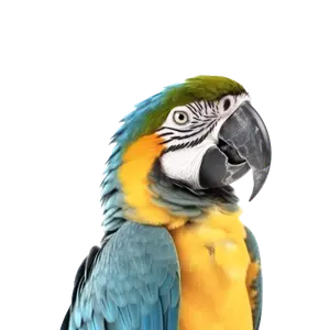 Birds Essentials category