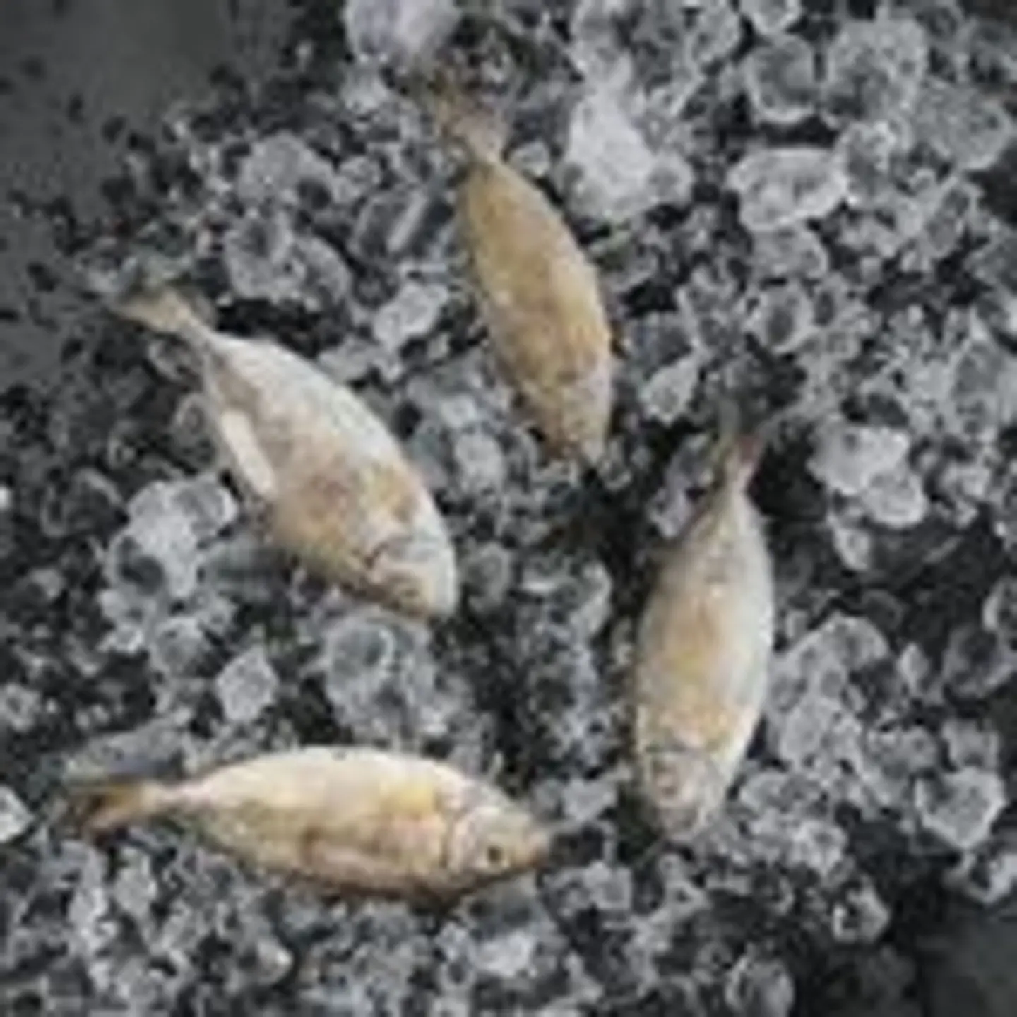 Sijan Fish Grilled