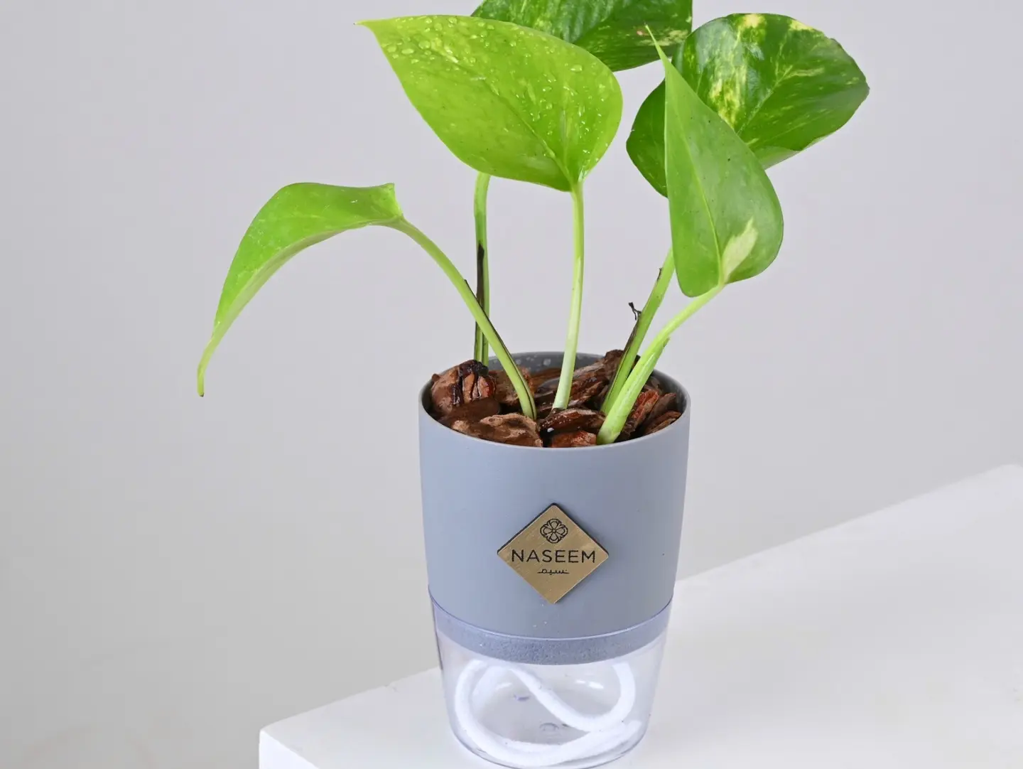 Pothos Plant In Small Grey Self Watering Pot