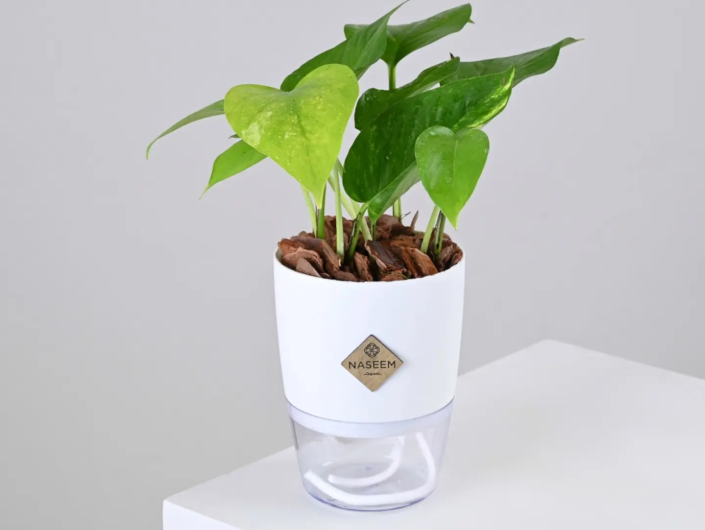 Pothos Plant In Small White Self Watering Pot