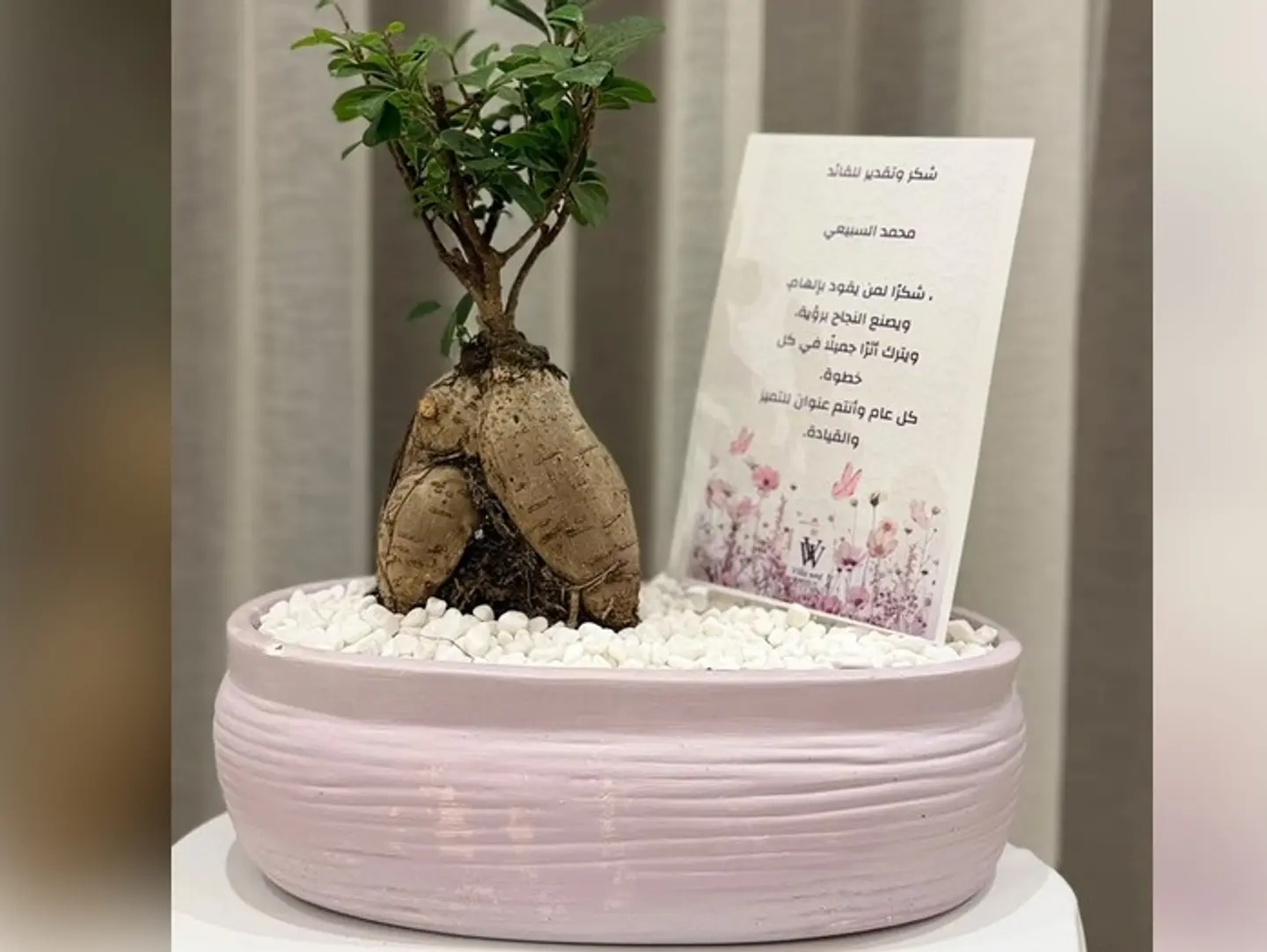 The Leader Bonsai