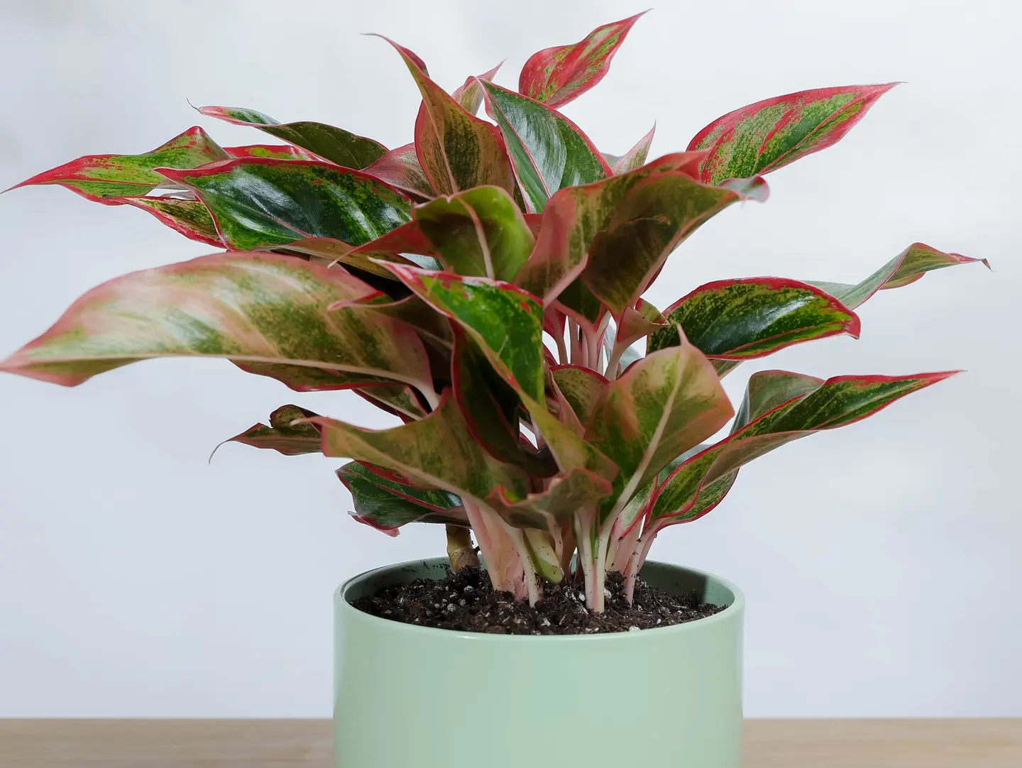 A Distinctive Red Variegated Aglaonema Plant In A Light Green Ceramic Pot