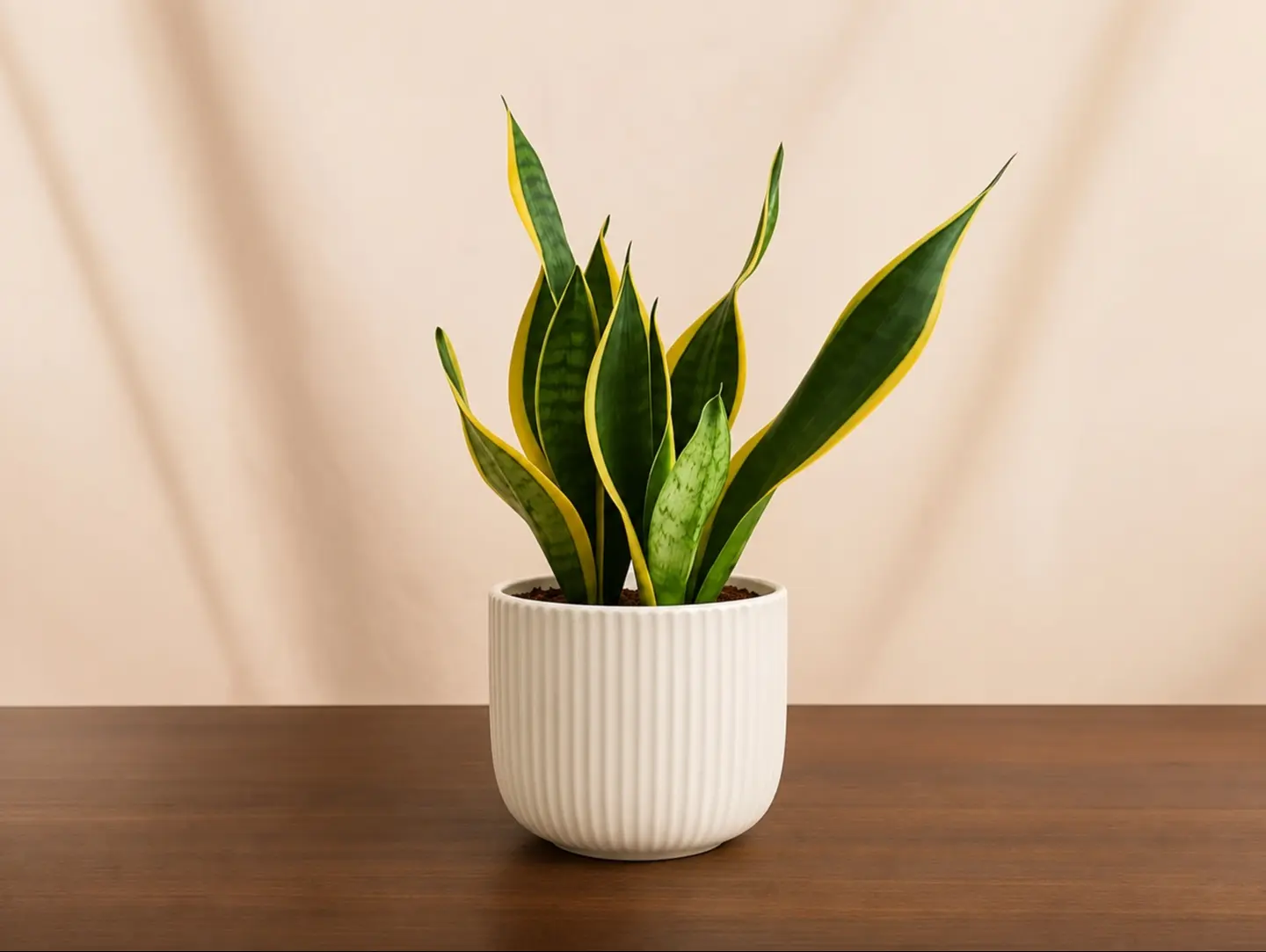 Snake Plant In White Ceramic Pot