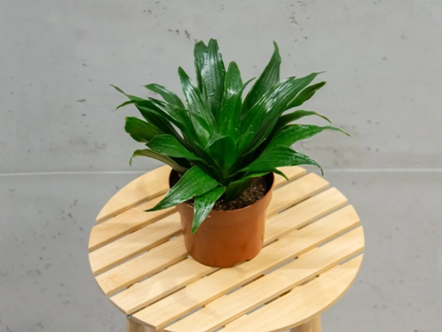 Compacta Plant
