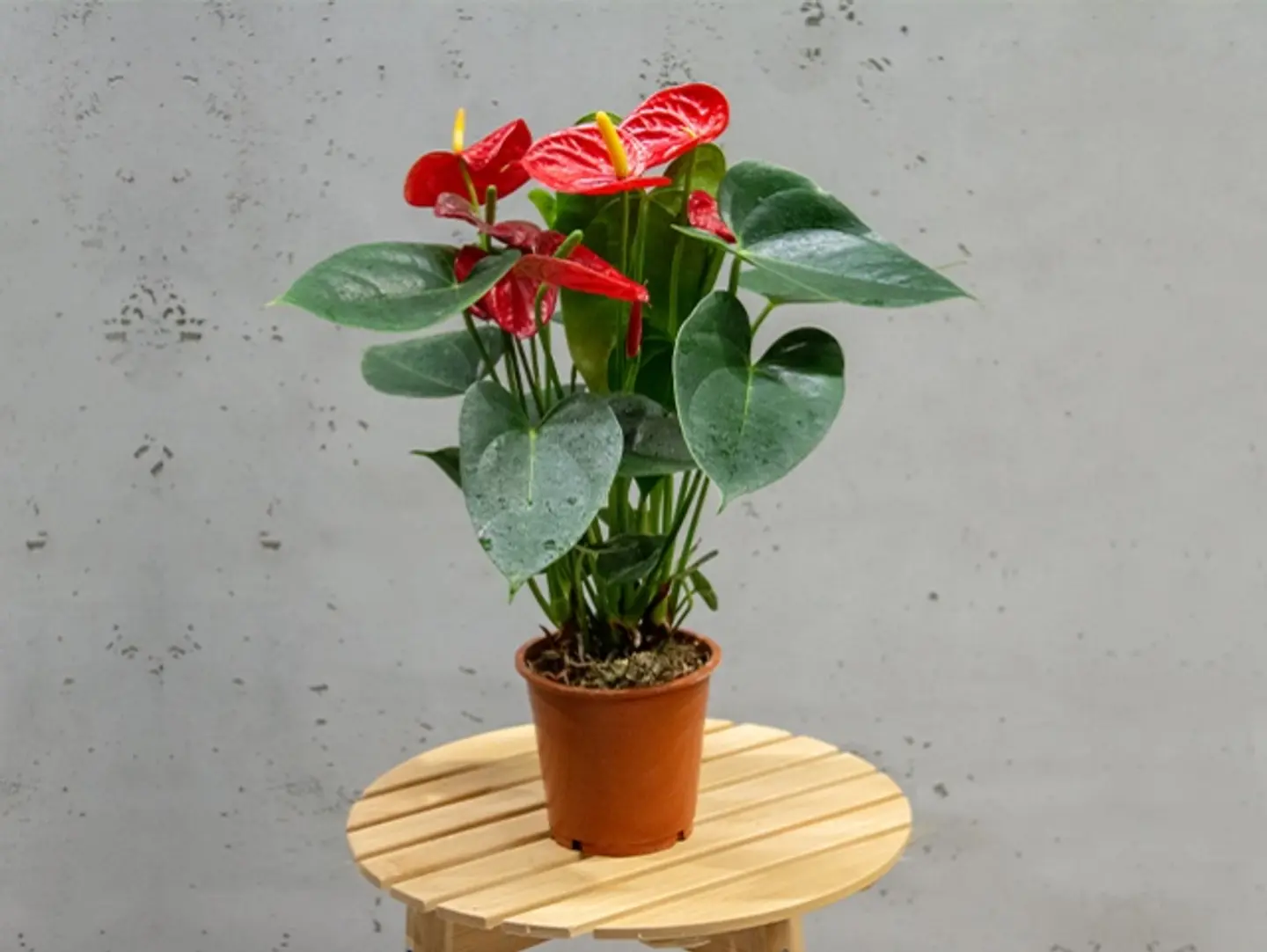 Anthurium Plant