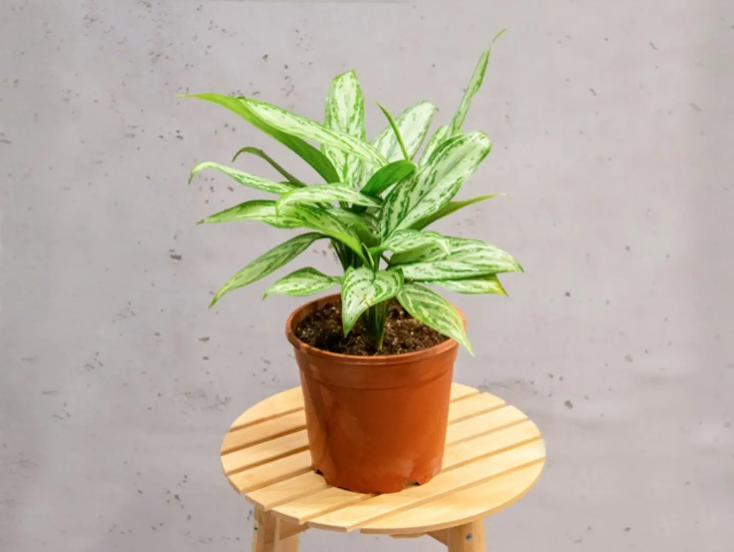 Aglaonema Plant