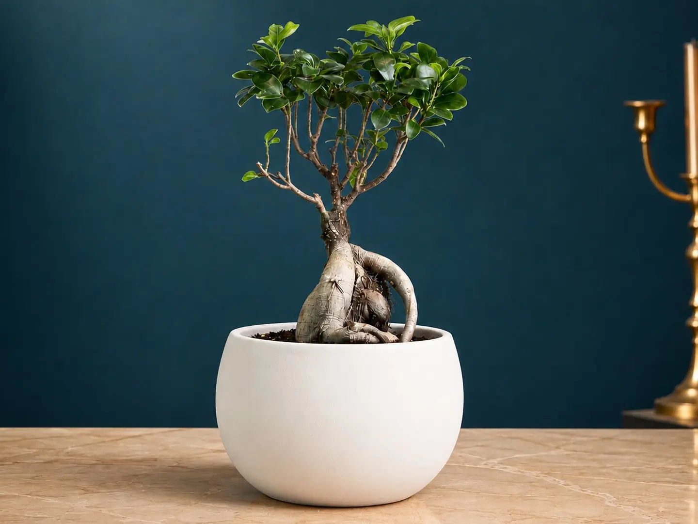 Bonsai Tree