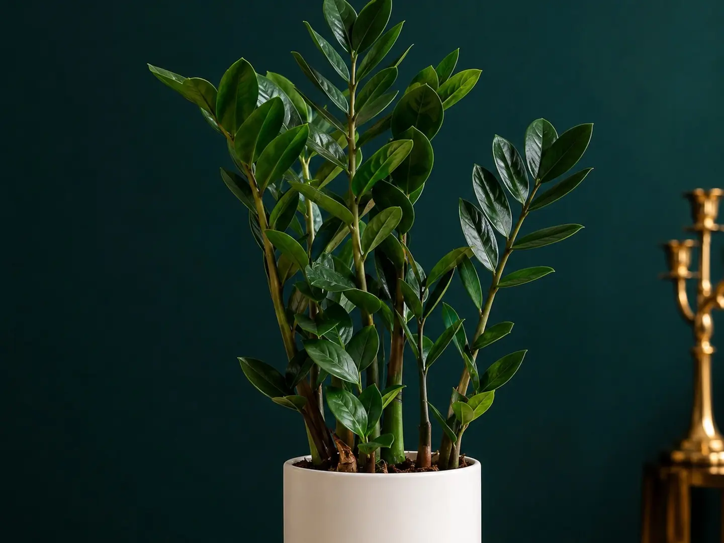 Zamioculcas Plant