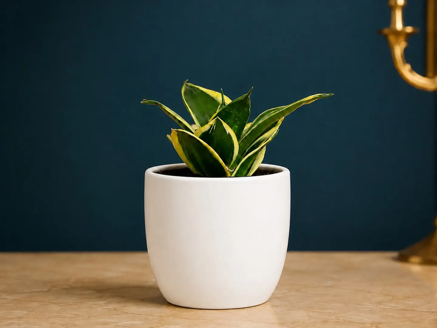 Small Snake Plant (Or Sansevieria)