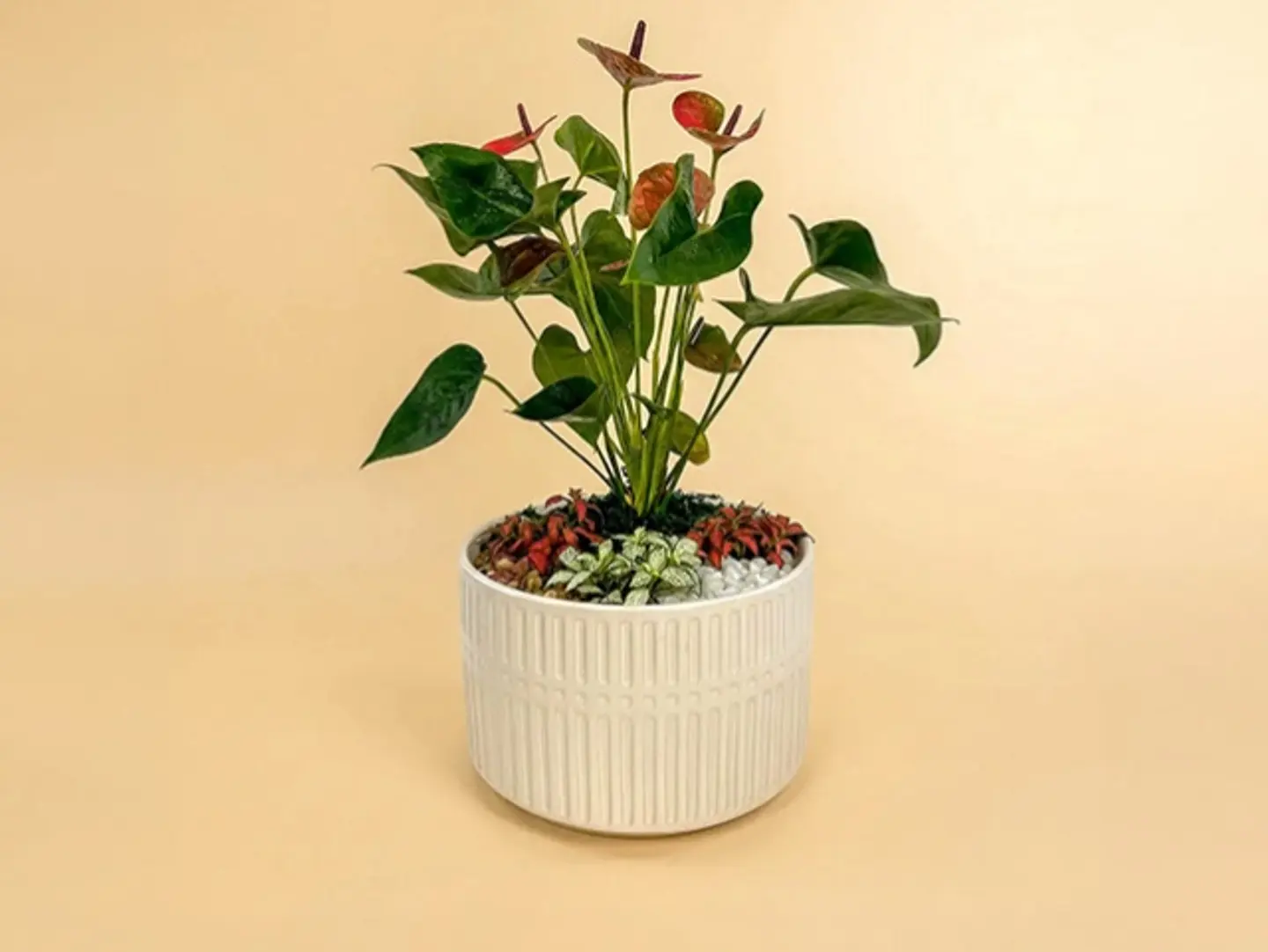 Pink Anthurium N Fittonia Garden