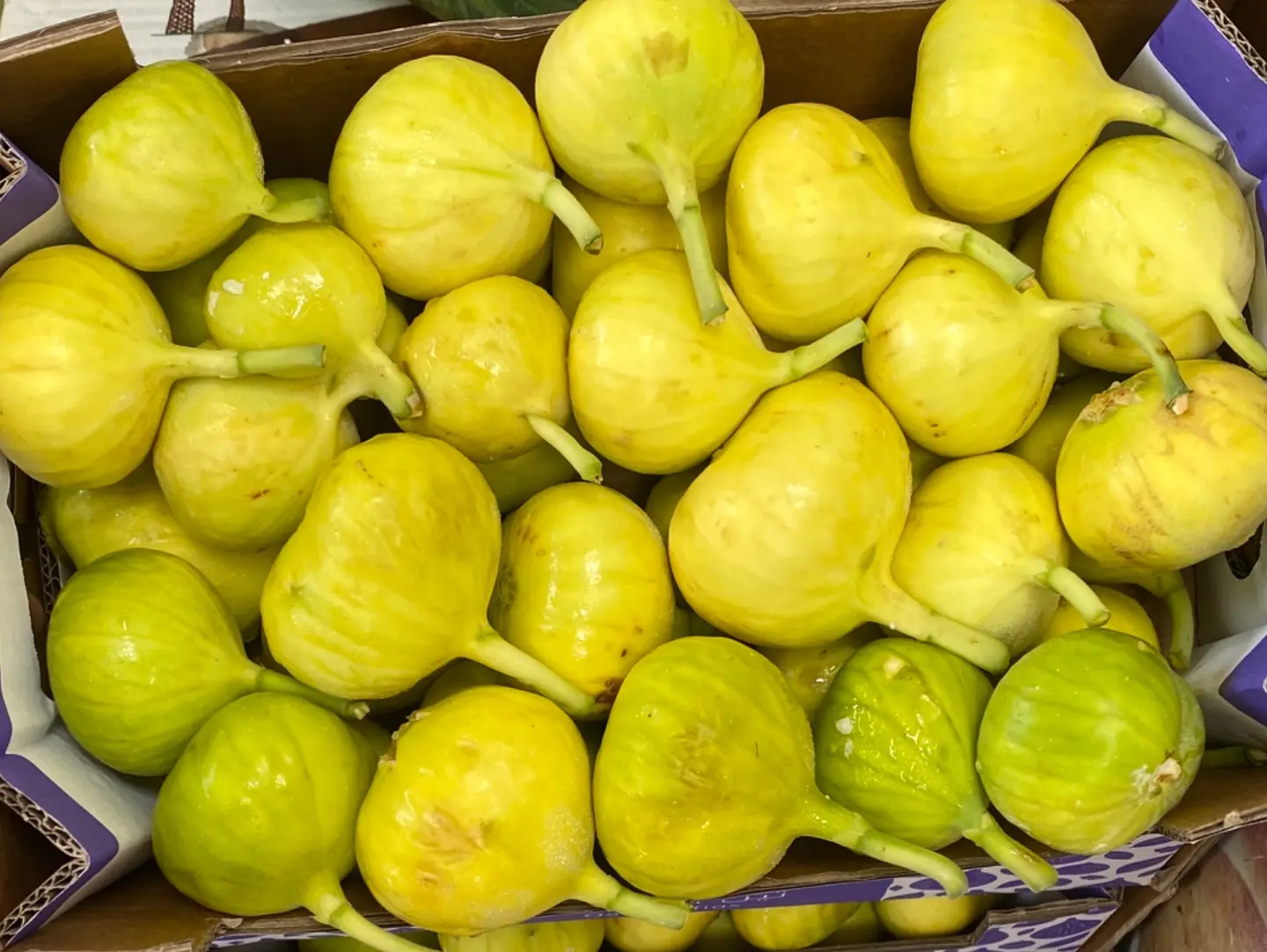 تين اخضر القصيم صندوق