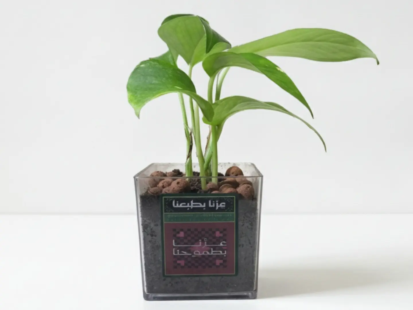 National Day Gift A Distinctive Natural Plant