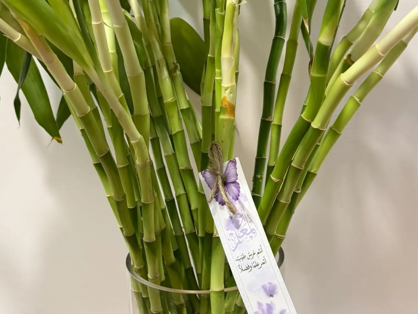 Bamboo Stems