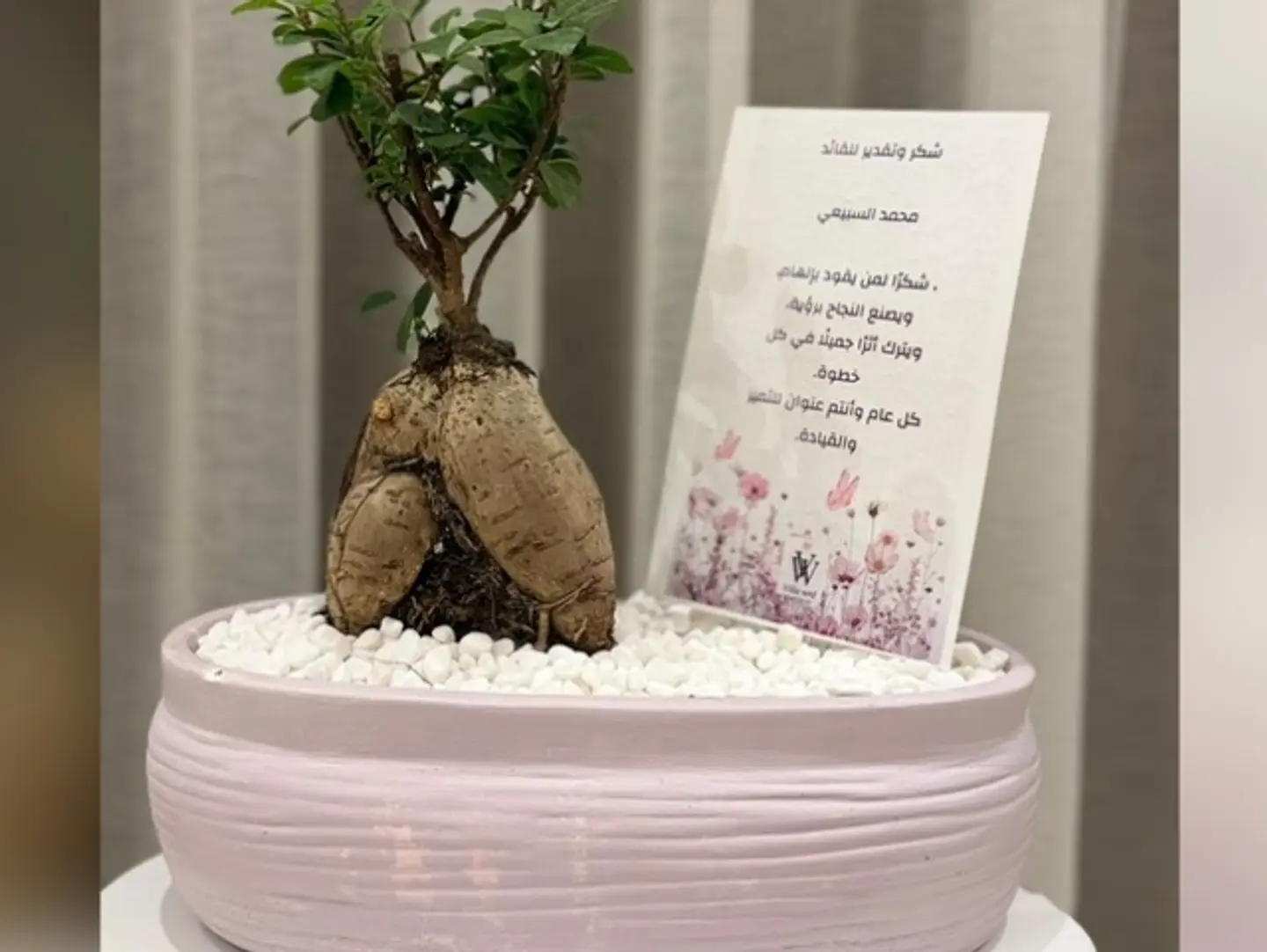 The Leader Bonsai