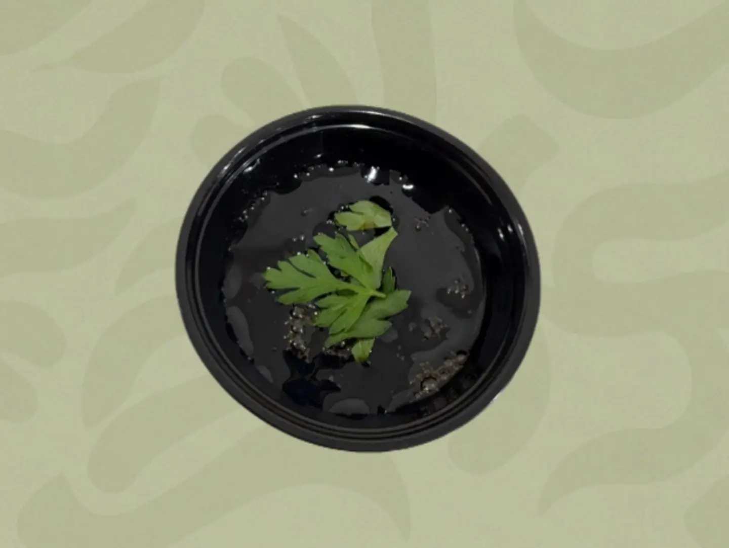 Pomegranate Molasses