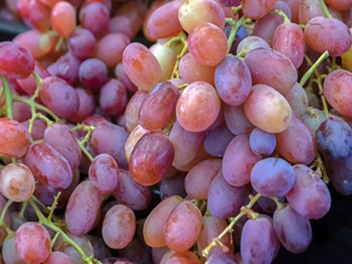 عنب حائل الاحمر