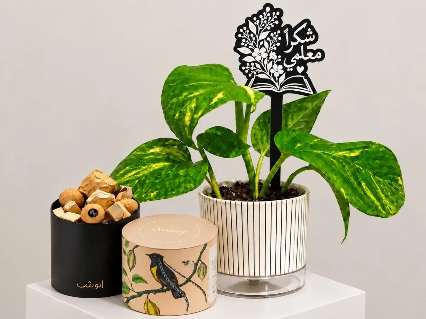 Plant Of Appreciation