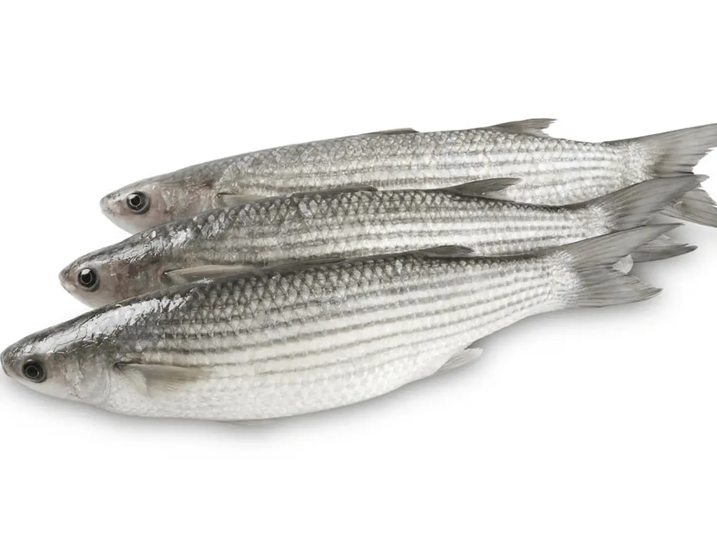 Egyptian Mullet