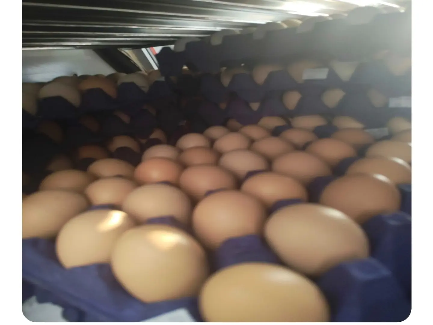 Local Eggs 30 Pieces