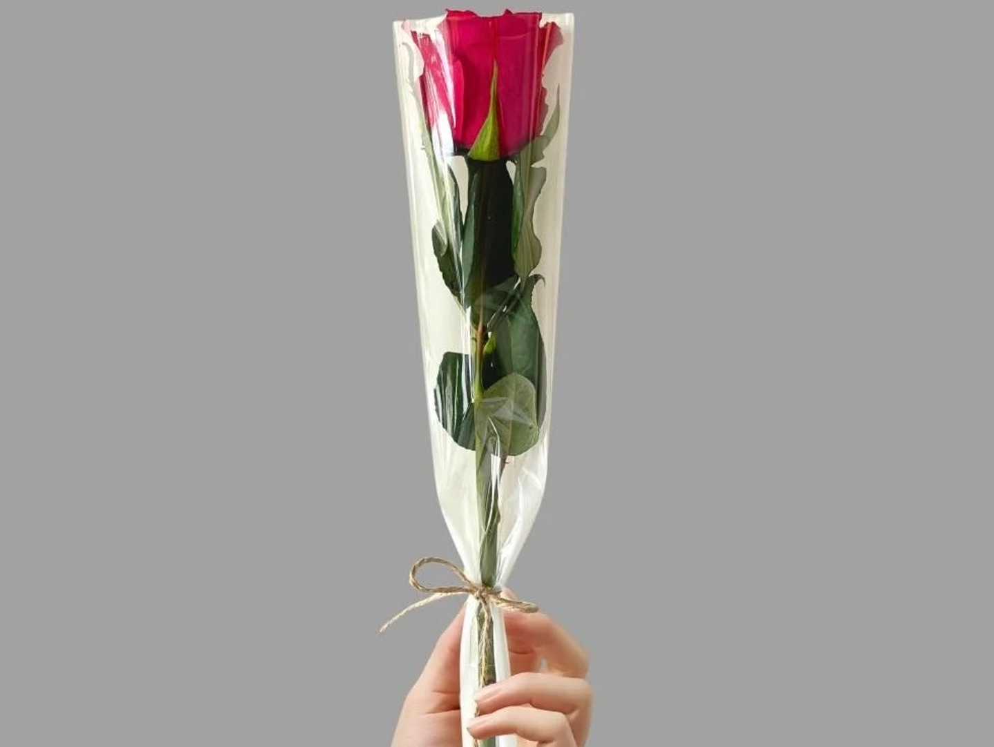 Single Red Rose