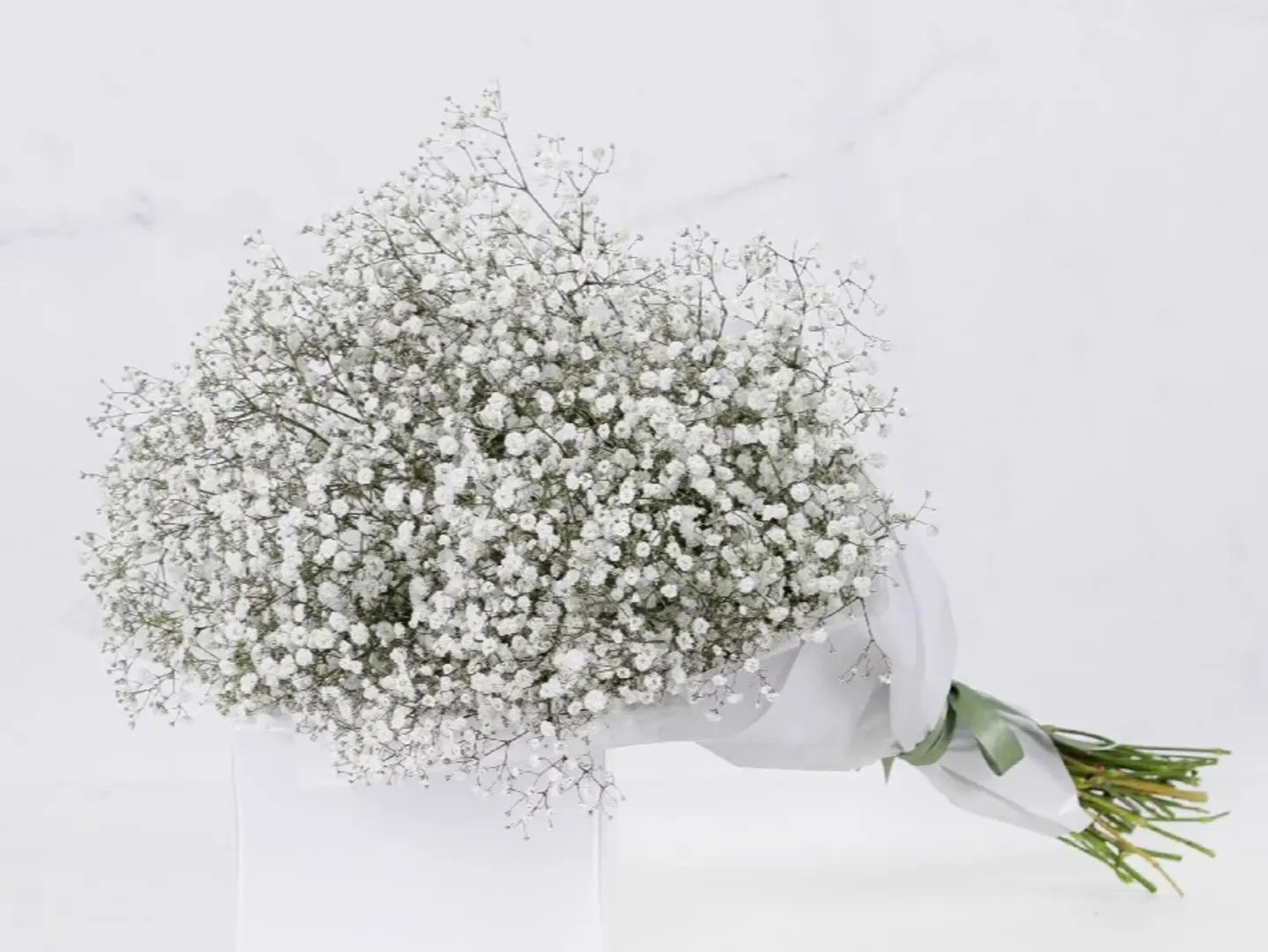 Gypsophila Stems
