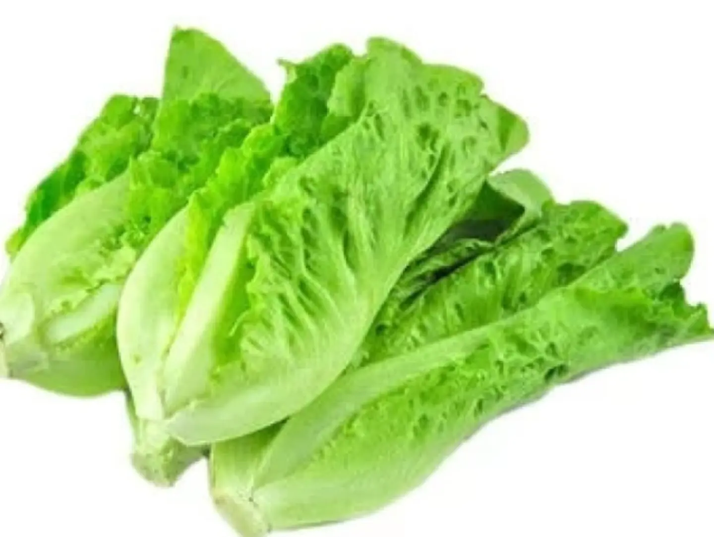 Lettuce