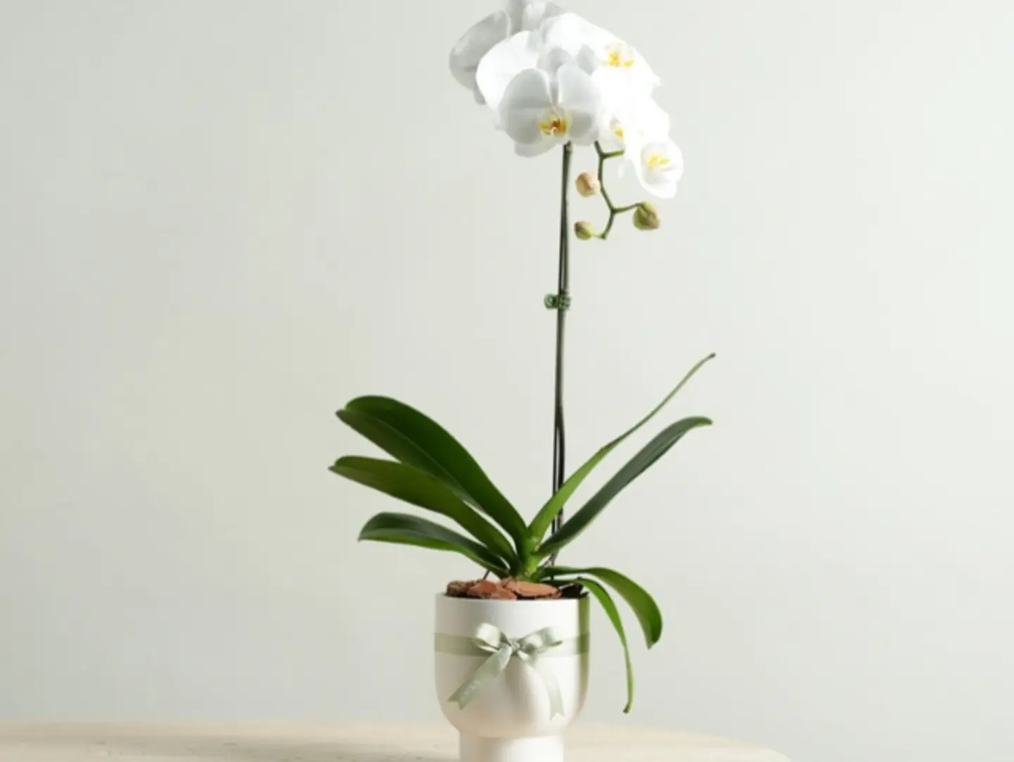 White Orchid