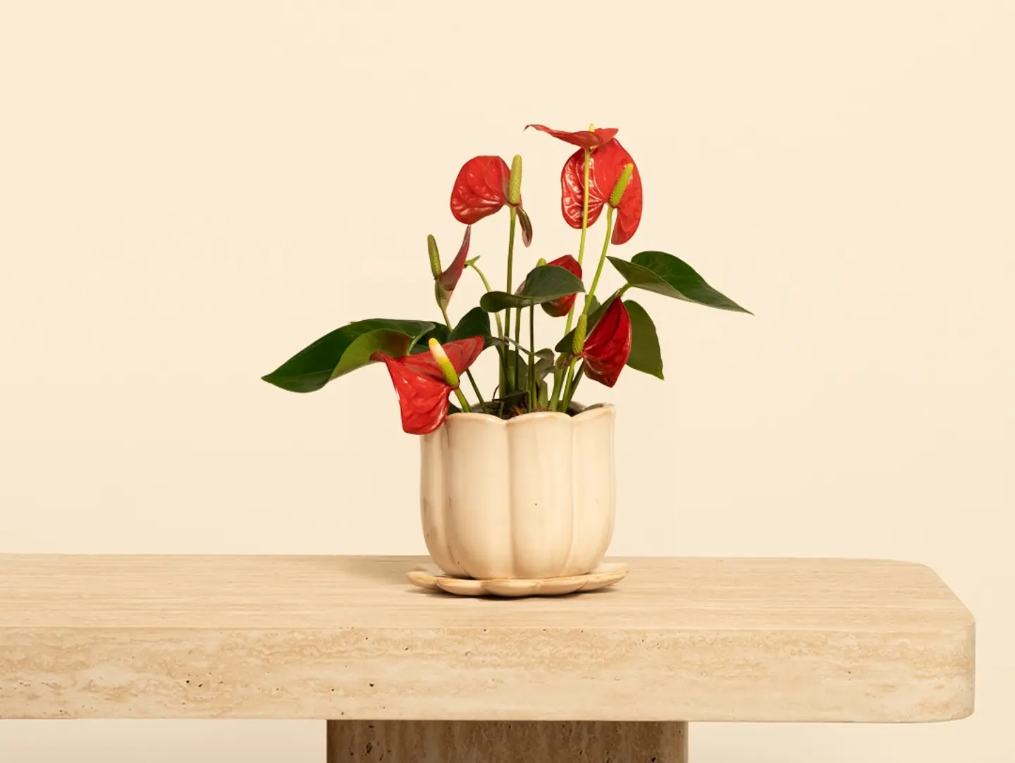 Anthurium Plant Red