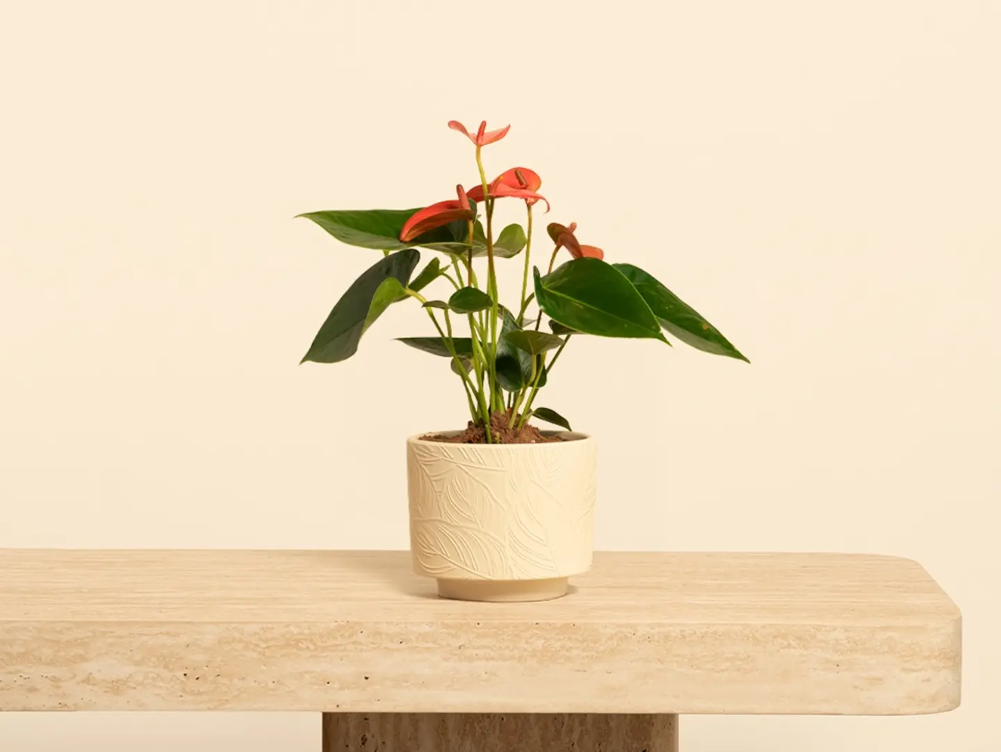 Anthurium Plant Pink