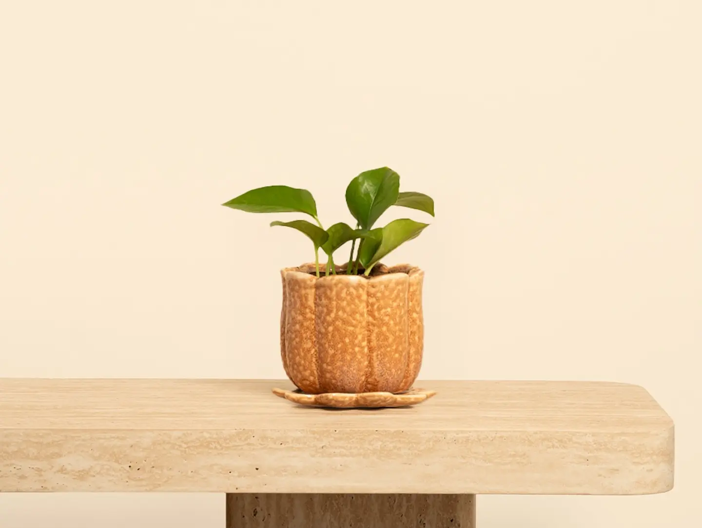,Pothos Plant
