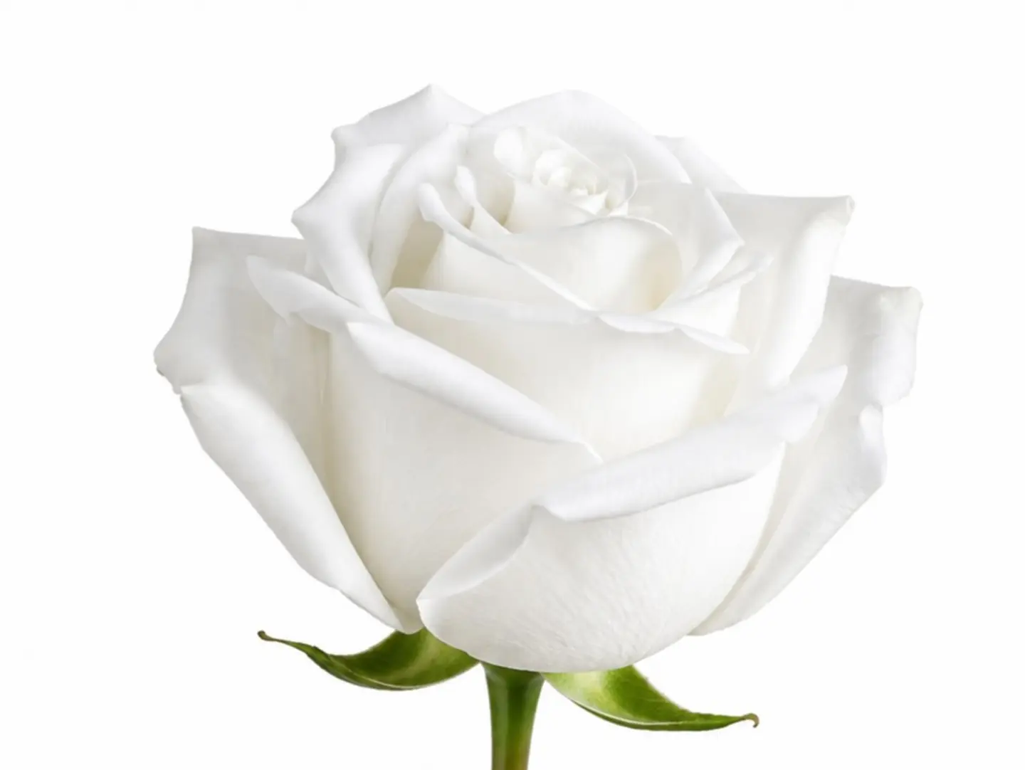 White Rose