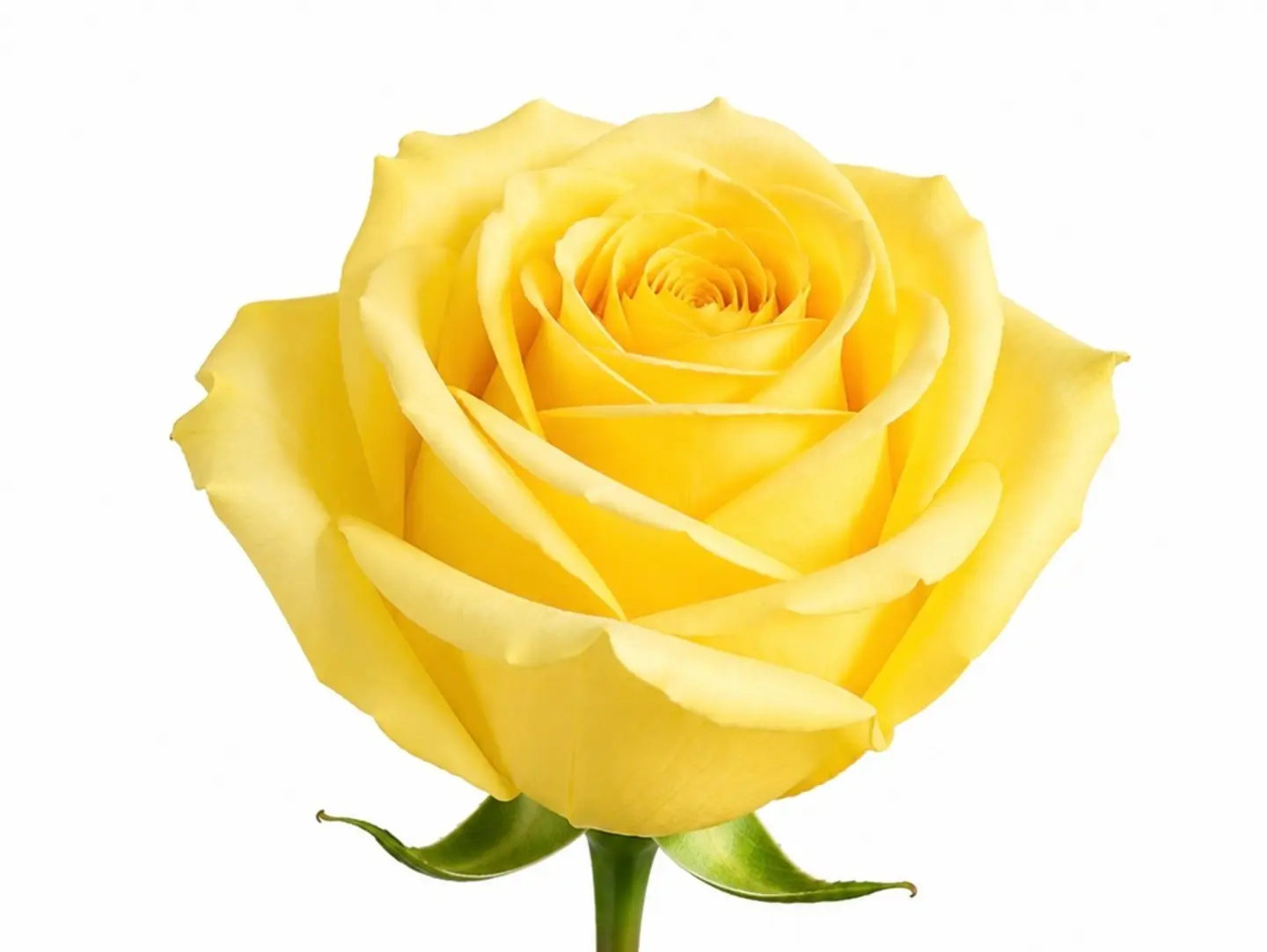 Yellow Rose