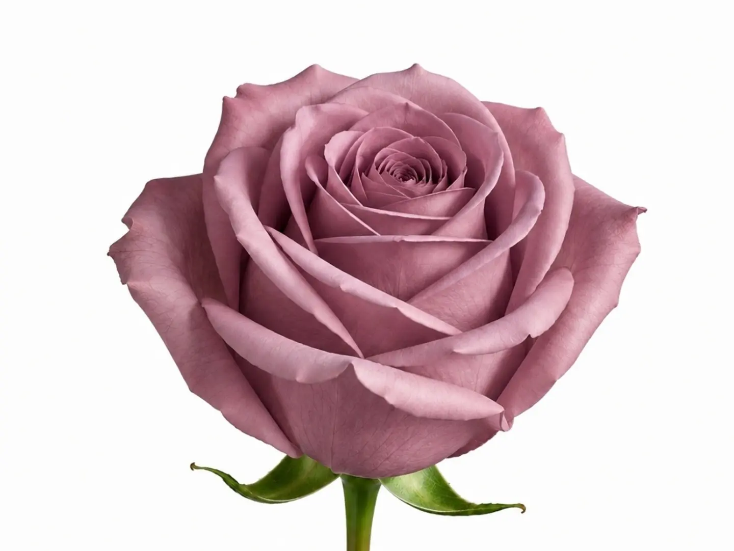 Purple Rose