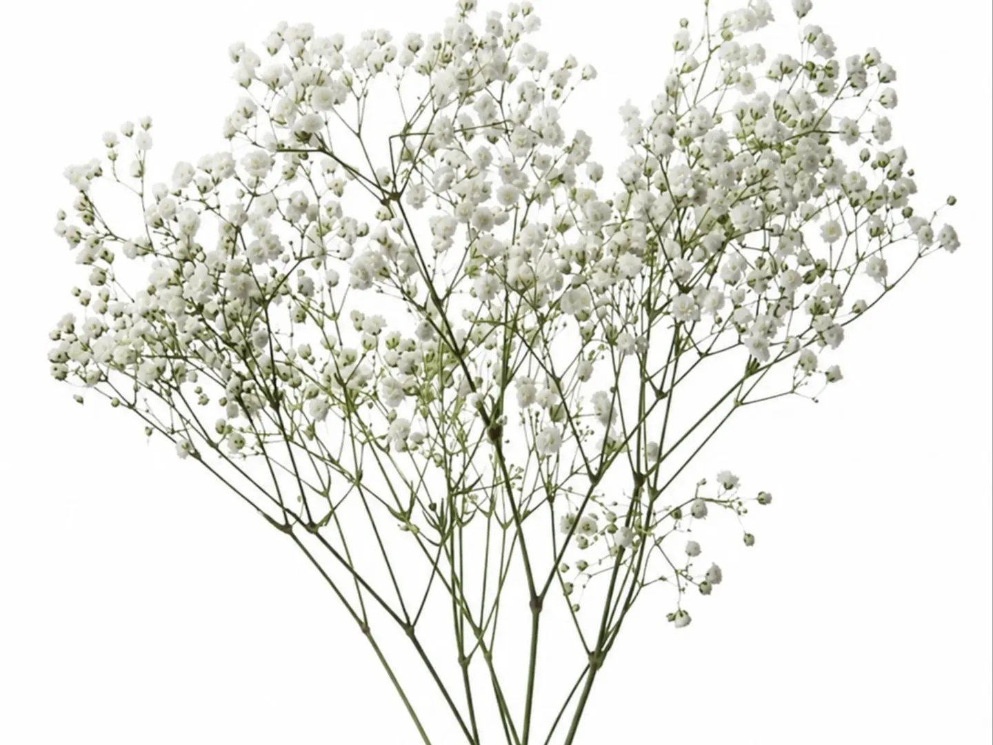 Gypsophila Branch