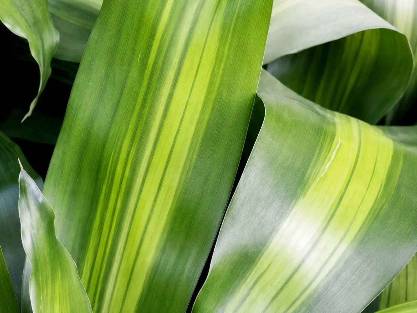 Dracaena