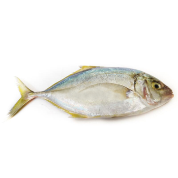 سمك جرافا محلي طازج