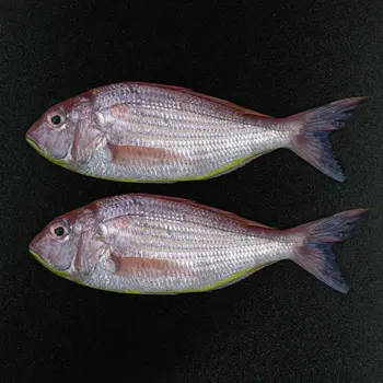 Sultan Ibrahim (Sara)