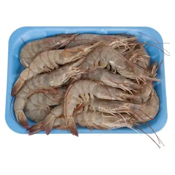 Fresh Shrimp Medium