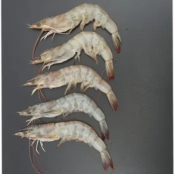 روبيان طازج مستزرع 30/40 غير منظف