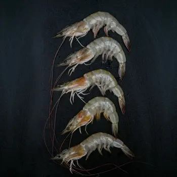 روبيان طازج متوسط 40/50