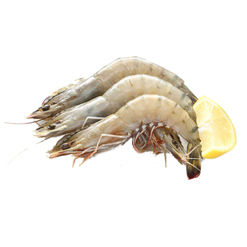 Fresh Farmed Prawns 50/60 Uncleaned