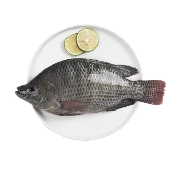 Tilapia Fish Local