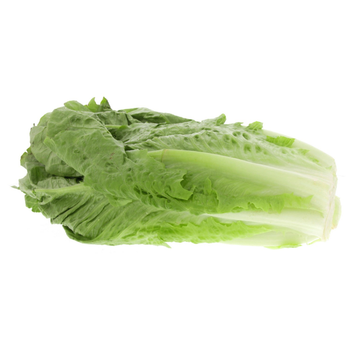 Lettuce Romaine