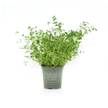 Fresh Thyme Leaves Loose