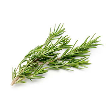 Rosemary Italy