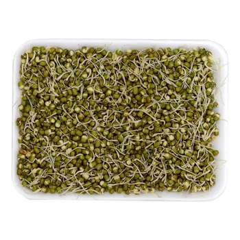 Fresh Bean Sprout 1 Packet