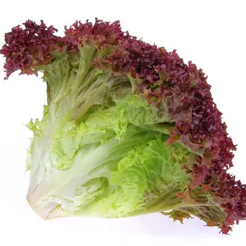 Fresh Lettuce Rosso Loose