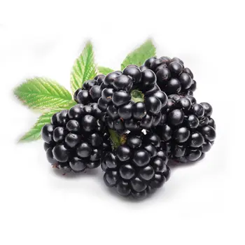 Organic Blackberry 1Pack
